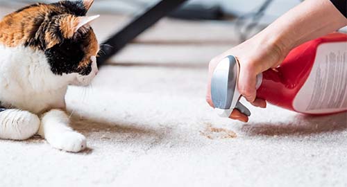 carpet cleaning pets